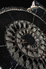 Аммонит Speetoniceras versicolor