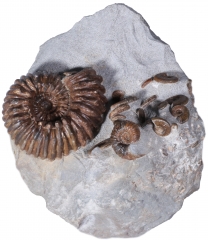 Аммониты Cheloniceras sp. и Deshayesites deishayesi