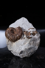 Аммониты Cheloniceras sp. и Deshayesites deishayesi