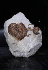 Аммониты Cheloniceras sp. и Deshayesites deishayesi