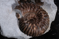 Аммониты Cheloniceras sp. и Deshayesites deishayesi