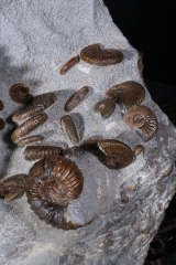 Аммониты Cheloniceras sp. и Deshayesites deishayesi