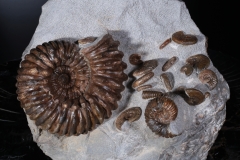 Аммониты Cheloniceras sp. и Deshayesites deishayesi