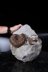 Аммониты Cheloniceras sp. и Deshayesites deishayesi