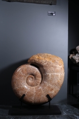 Аммонит Lytoceras sp.