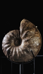 Аммонит Discoceratites wheyeri