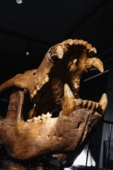 Череп пещерного медведя Ursus spelaeus