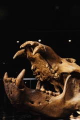 Череп пещерного медведя Ursus spelaeus