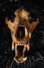 Череп пещерного медведя Ursus spelaeus