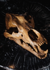 Череп пещерного медведя Ursus spelaeus