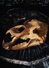 Череп пещерного медведя Ursus spelaeus