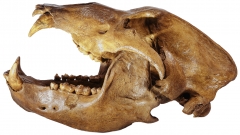 Череп пещерного медведя Ursus spelaeus