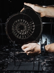 Аммонит Speetoniceras versicolor