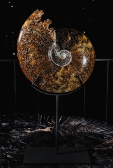 Аммонит Cleoniceras sp.