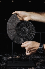 Аммонит Cleoniceras sp.