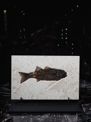 Рыба Diplomystus sp.