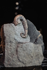 Аммонит Toxoceratoides sp. 