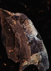 Аммонит Toxoceratoides sp. 