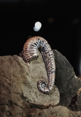 Аммонит Toxoceratoides sp. 