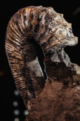 Аммонит Audouliceras sp.