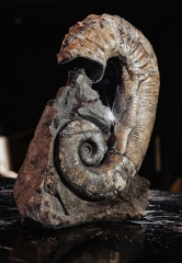 Аммонит Audouliceras sp.