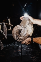 Аммонит Douvilleiceras sp.