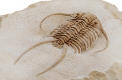 Трилобит Paraceraurus exsul