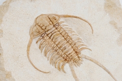 Трилобит Paraceraurus exsul