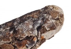 Яйцо динозавра Oviraptor sp.