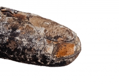 Яйцо динозавра Oviraptor sp.