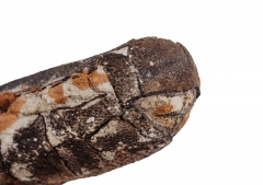 Яйцо динозавра Oviraptor sp.