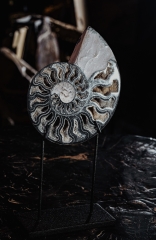 Аммонит Cleoniceras sp.