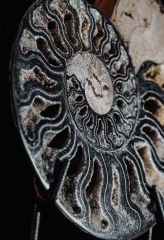 Аммонит Cleoniceras sp.