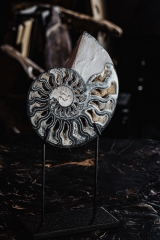 Аммонит Cleoniceras sp.