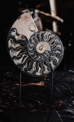 Аммонит Cleoniceras sp.