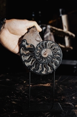 Аммонит Cleoniceras sp.