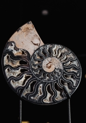 Аммонит Cleoniceras sp.