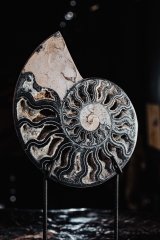 Аммонит Cleoniceras sp.