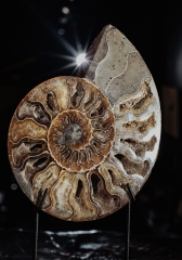 Аммонит Cleoniceras sp.