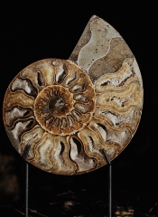 Аммонит Cleoniceras sp.