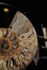 Аммонит Cleoniceras sp.