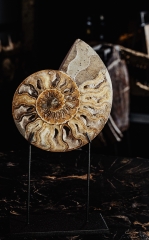 Аммонит Cleoniceras sp.