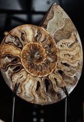 Аммонит Cleoniceras sp.