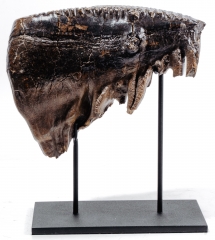 Зуб мамонта 