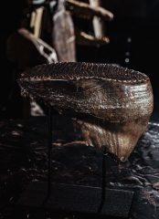 Зуб мамонта 