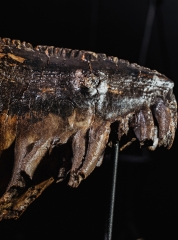 Зуб мамонта 