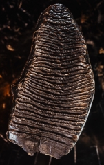 Зуб мамонта 