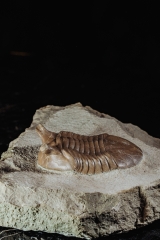 Трилобит Asaphus punctatus