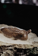 Трилобит Asaphus punctatus