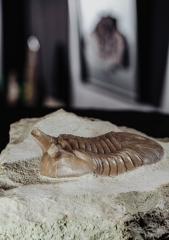 Трилобит Asaphus punctatus